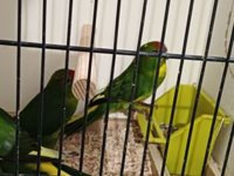   PERRUCHE DE SPARMANN (KAKARIKI VERT PANACHE JAUNE 