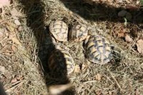   tortues juvéniles 