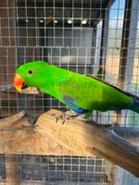   Eclectus  