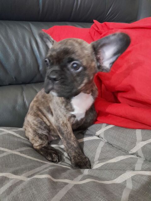 Bouledogue Fran&ccedil;ais 900 34460 Cazedarnes