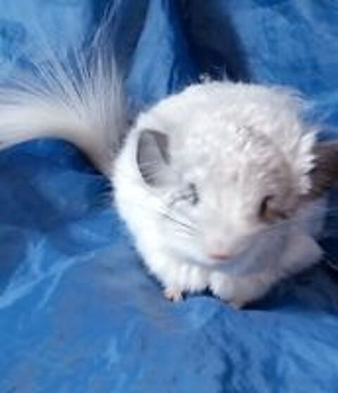   Chinchilla angora blanc 