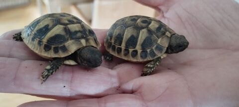 2 Tortues Juv&eacute;niles 60 24470 Saint-pardoux-la-rivi�re