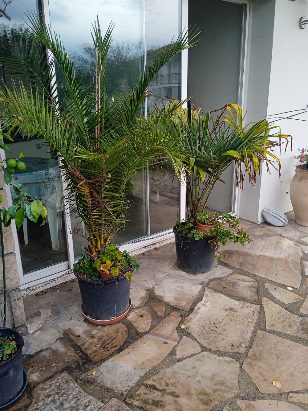 Palmiers Jardin