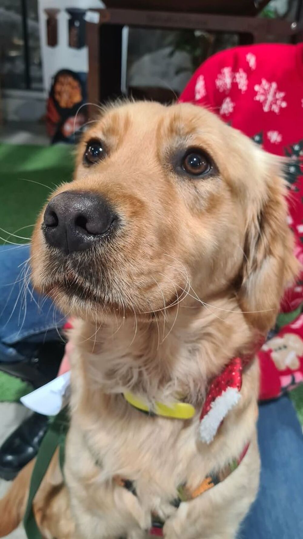   ASTUCE femelle type golden retriever 1 an 