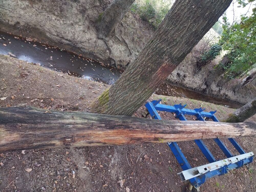 Tronc de ch&ecirc;ne pour charpente Bricolage