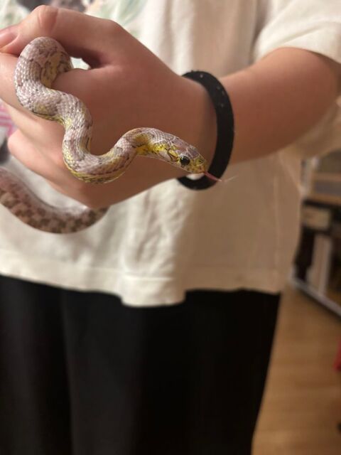 serpent des bl&eacute;s /Pantherophis guttatus 40 28150 Voves