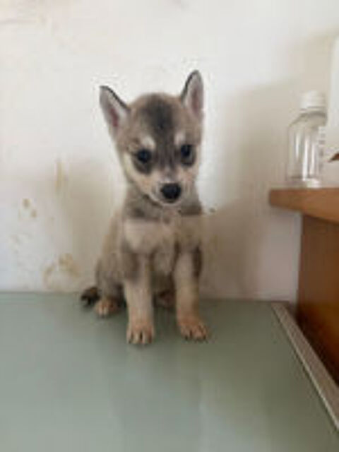   Chios Husky Sibérien  
