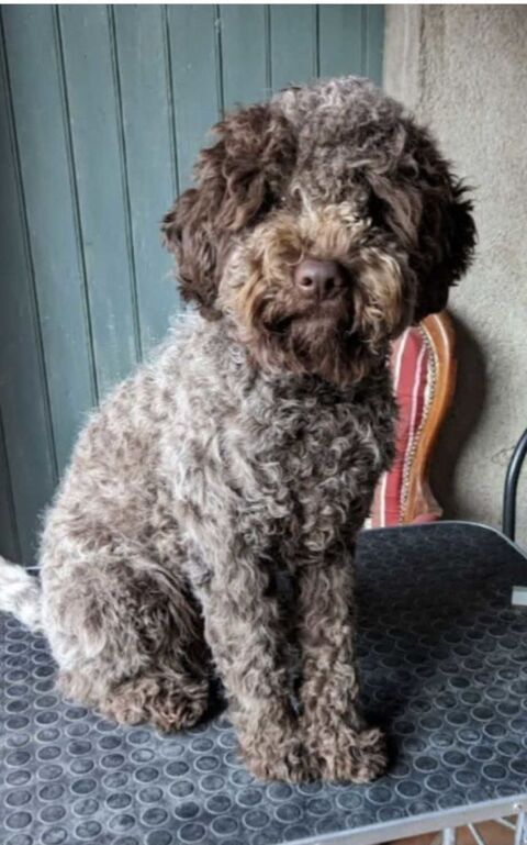 Proposition+Saillie+chien+Lagotto 950 07800 La voulte-sur-rh�ne