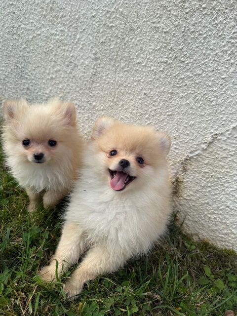 Loulou de Pom&eacute;ranie 1500 75010 Paris