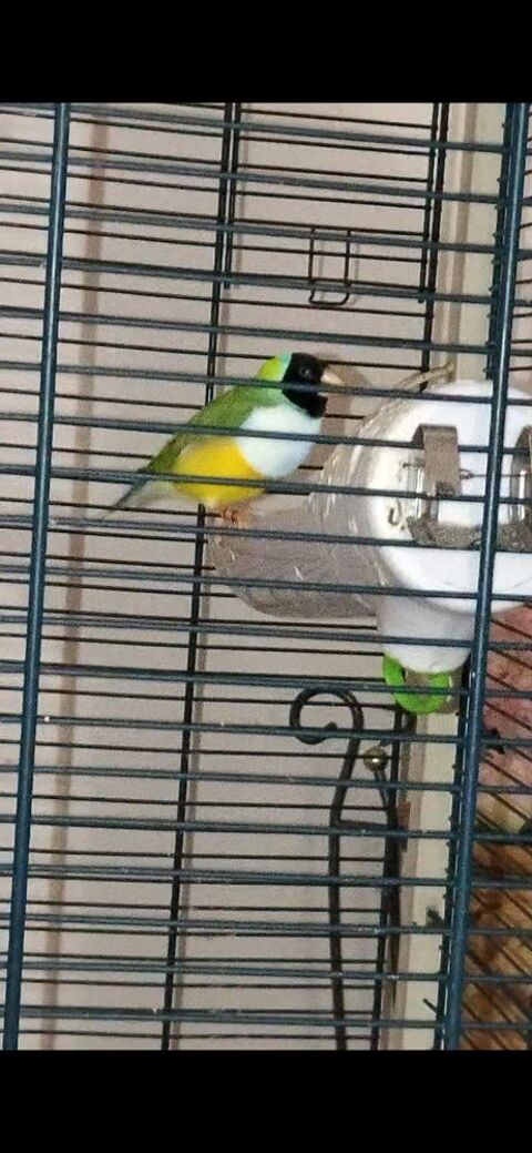 Diamant gould 0 38500 Coublevie