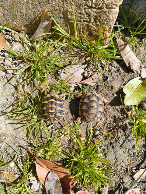 tortues de terre 30 34800 Clermont-l'h�rault