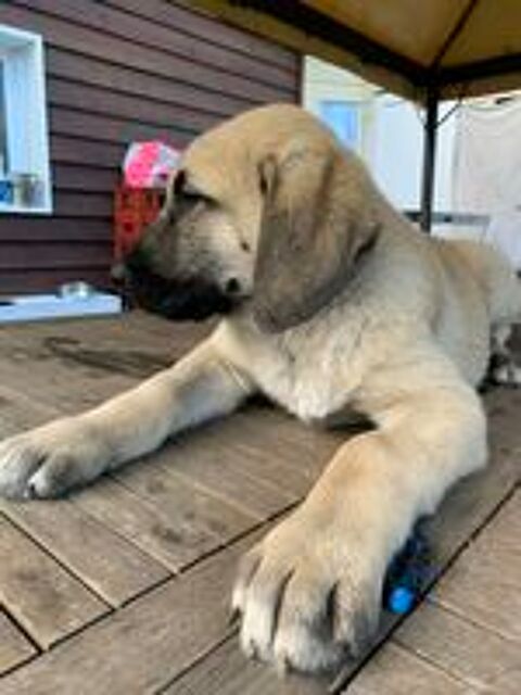   chiots kangal LOF 