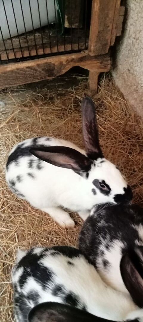 Lapin papillon 10 33125 Saint-magne