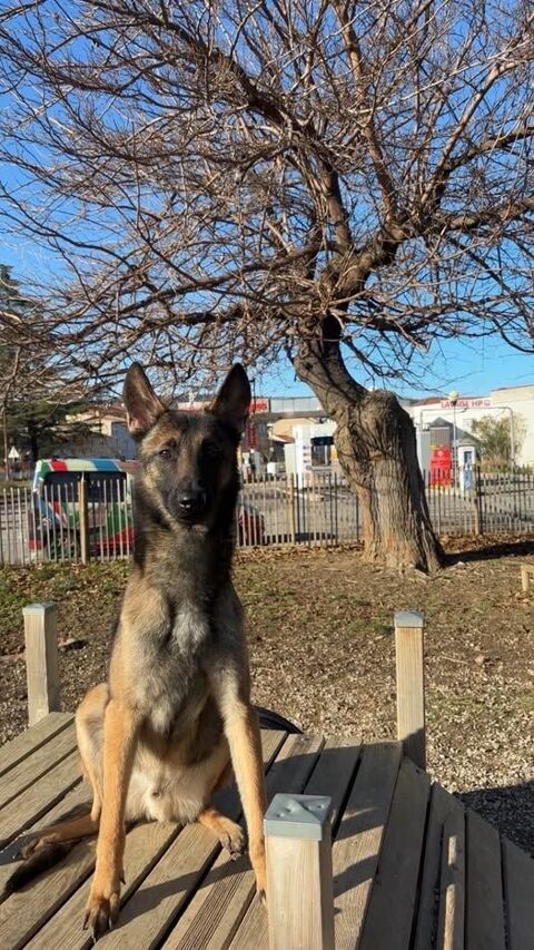 Chien TAYCO &agrave; l adoption 250 07300 Cheminas