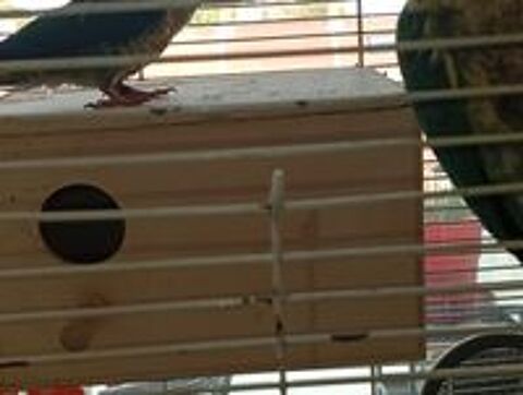   Conoru oiseaux  