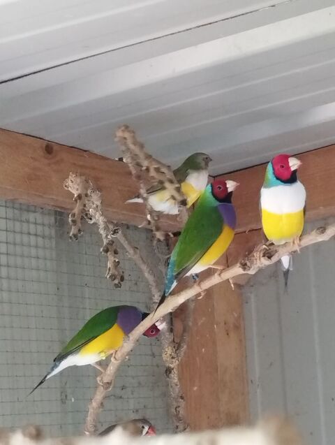 diamant de Gould 30 22690 Pleudihen-sur-rance