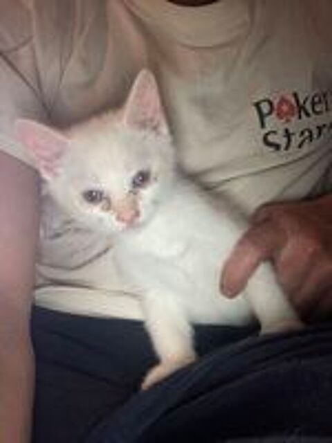   Donne chaton contre bons soins 