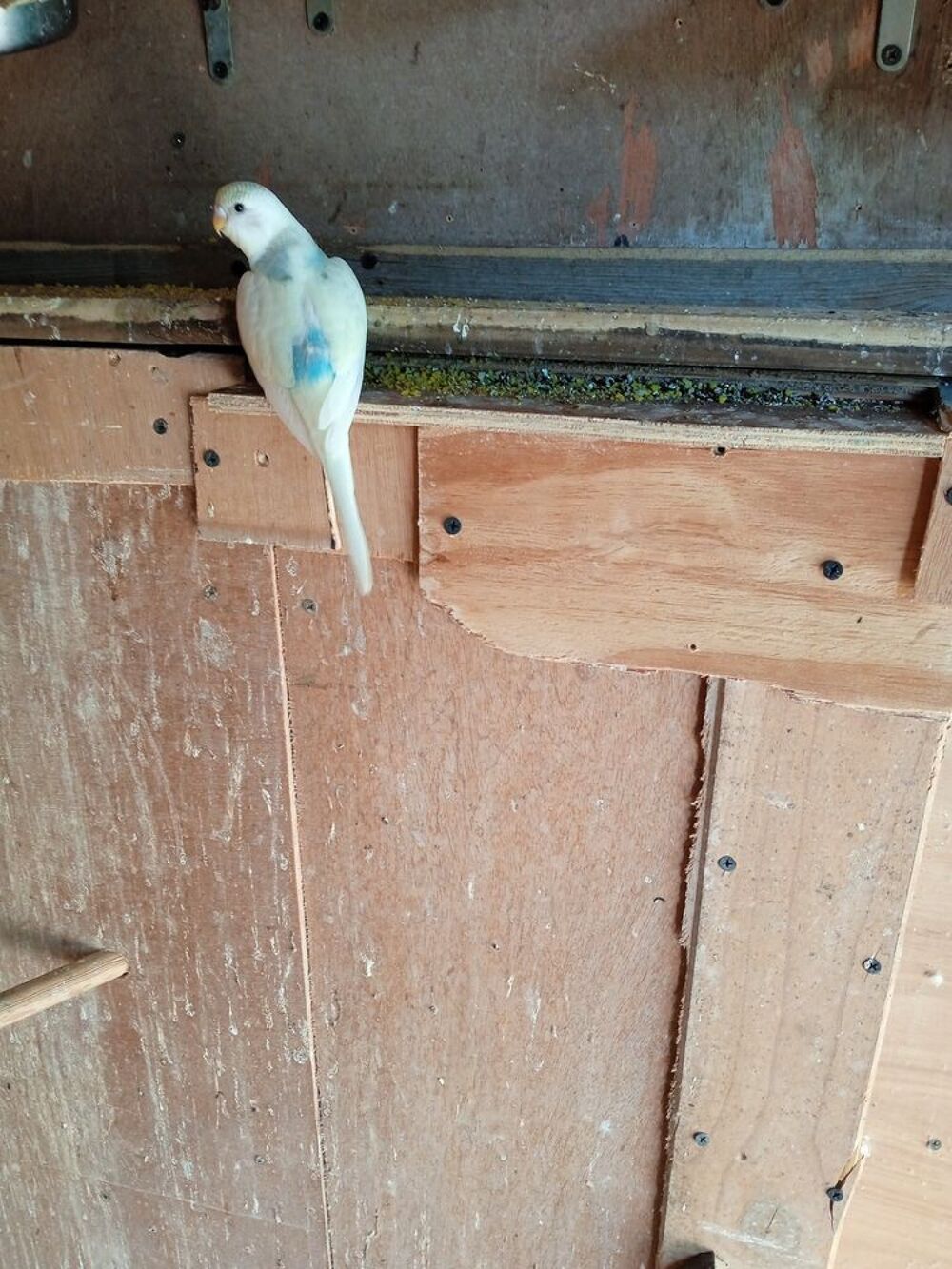  perruche 
