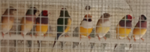   diamant de gould 