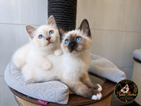   Chatons Males sacré de birmanie LOOF porteur cinnamon  