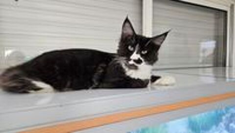   Chatons a l adoption  
