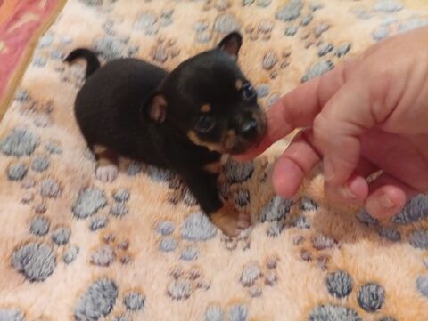 Chihuahua chiot 900 34500 B�ziers