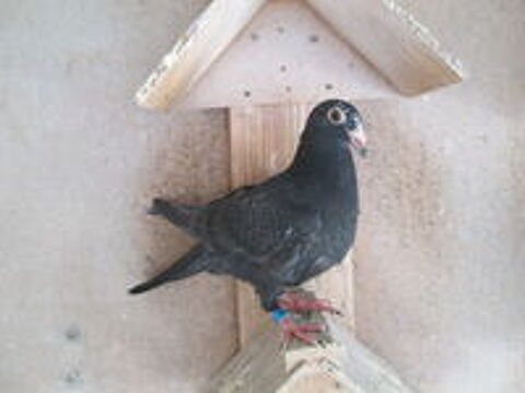   PIGEONS VOYAGEURS PIETRAIN 