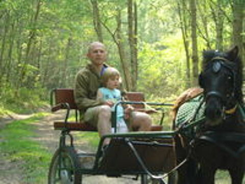   CARIOLE attelage poney 