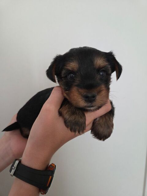 Bébé Yorkshire terrier 1300 54220 Malzville