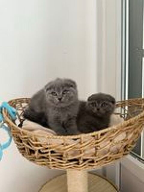   chat Scottish fold straight 