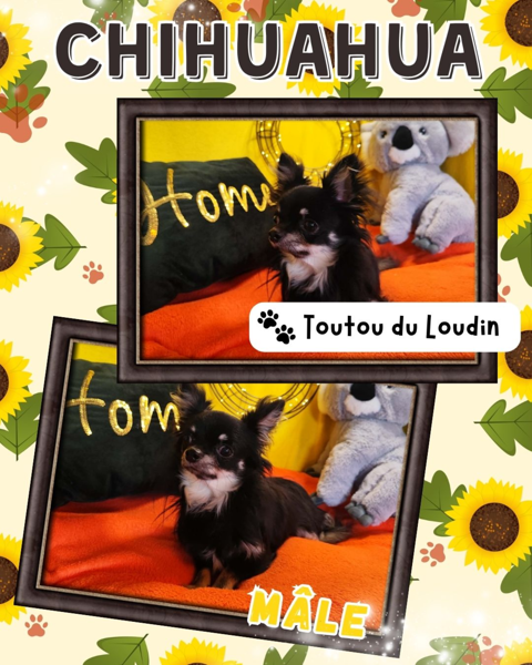 Chiot chihuahua m&acirc;le poils longs 350 18140 Pr�cy