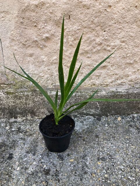 Dragonnier des Canaries (Dracaena draco),Dragoon Tree 22 Suzannecourt (52)