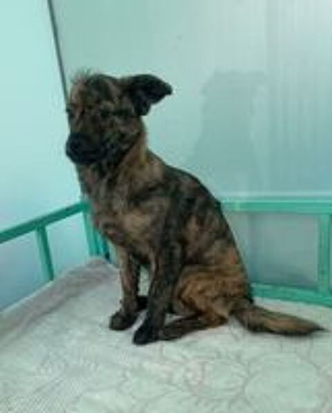   A L'ADOPTION NIGHT 