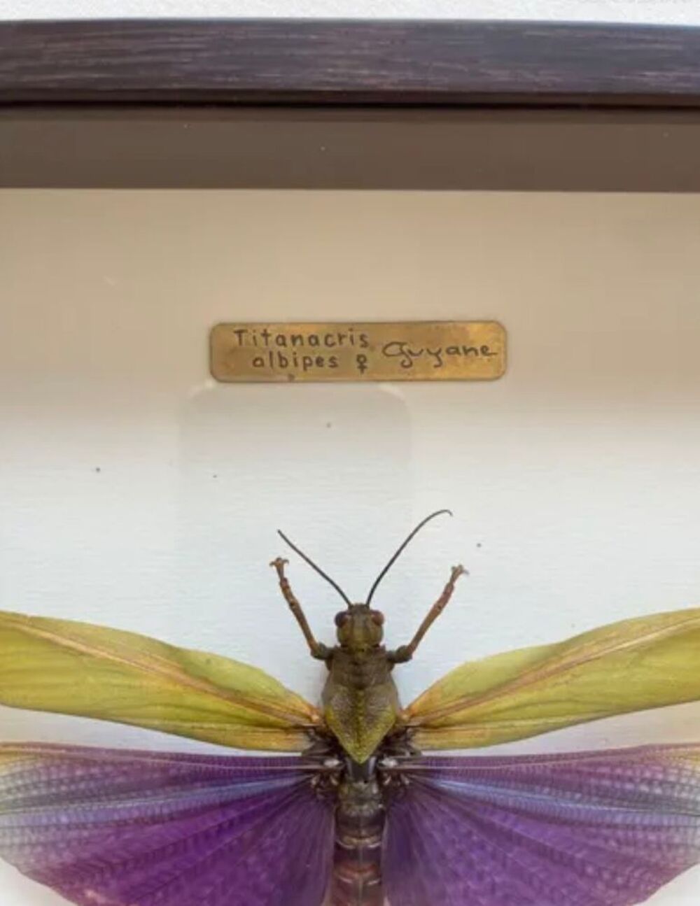 Insecte dans un encadrement bois Décoration