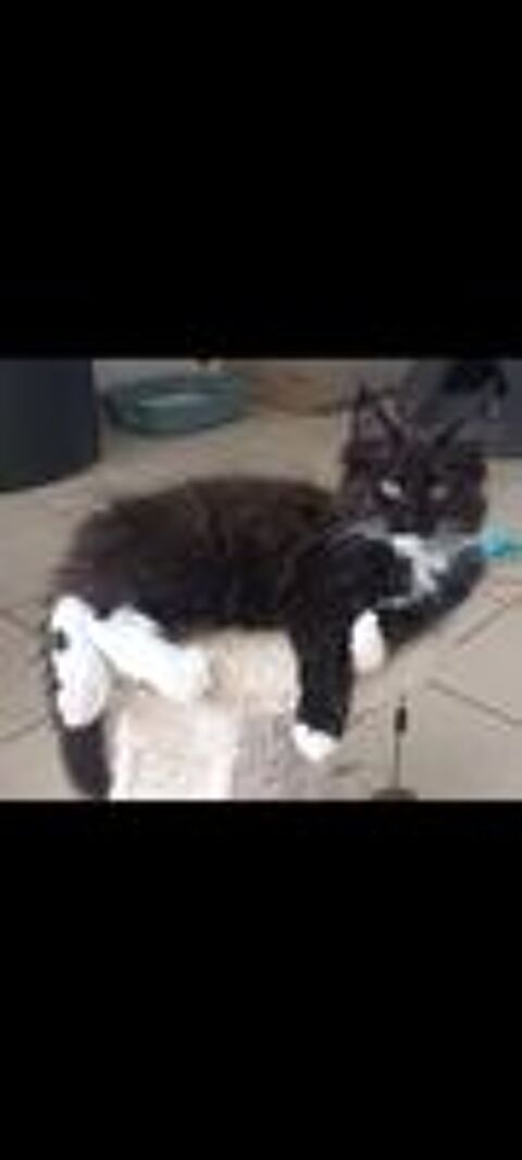   Maine coon  femelle loof 