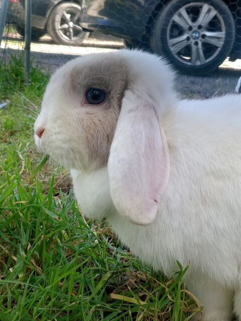 !Lapine belier nain et/ou ses b&eacute;b&eacute; 30 30140 Bagard