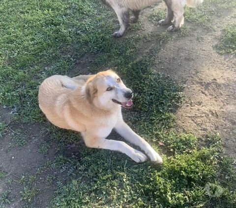 CHAUSSETTE, chien type berger , 3 ans 220 34500 B�ziers