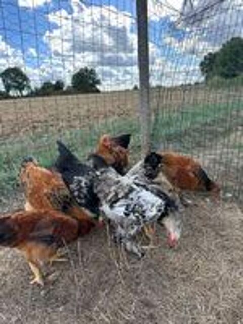   Coq 