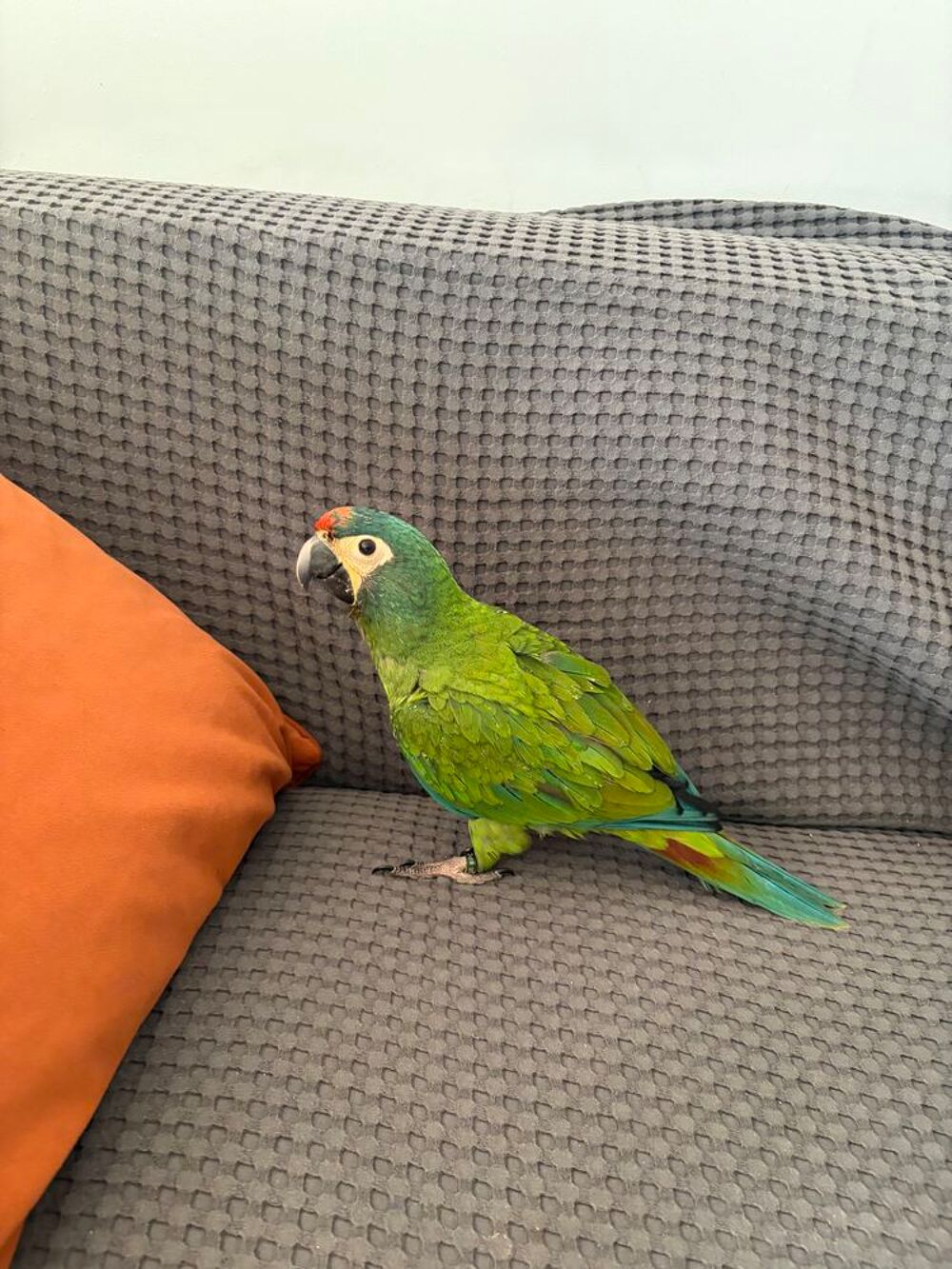   Bébé ara marcana 