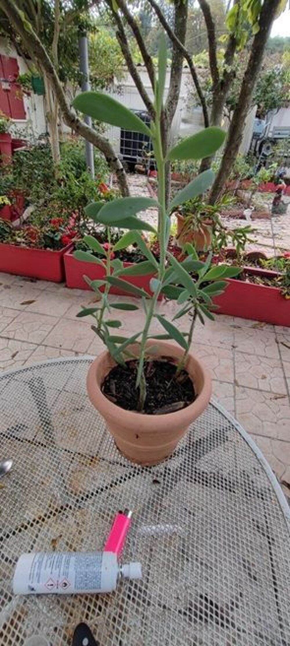 plante cactus Jardin