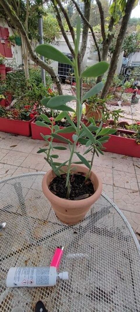 plante cactus 10 Bourgoin-Jallieu (38)