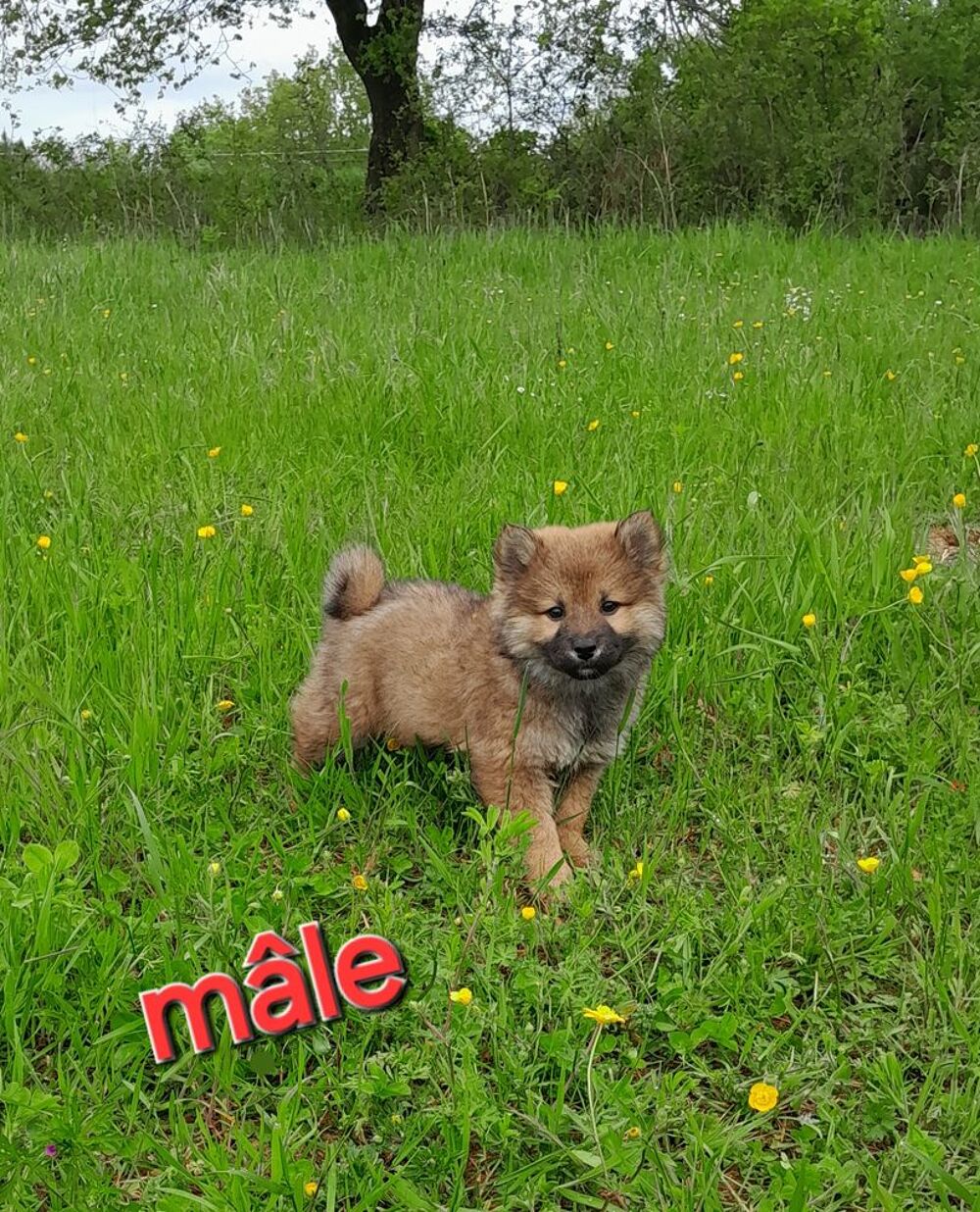   SHIBA INU 