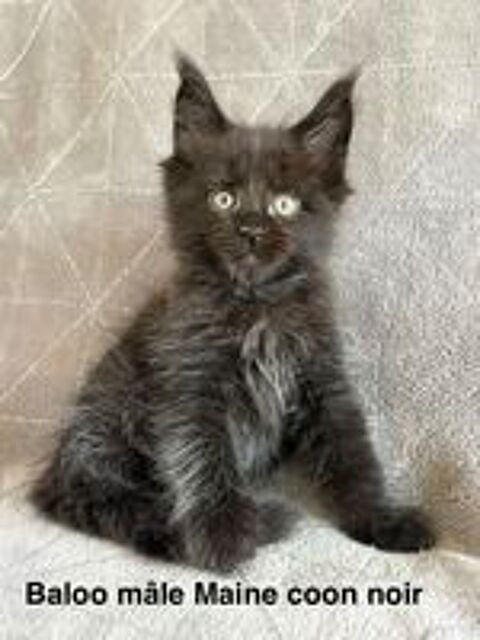   Superbes Chatons Maine coon mâles et femelle LOOF 