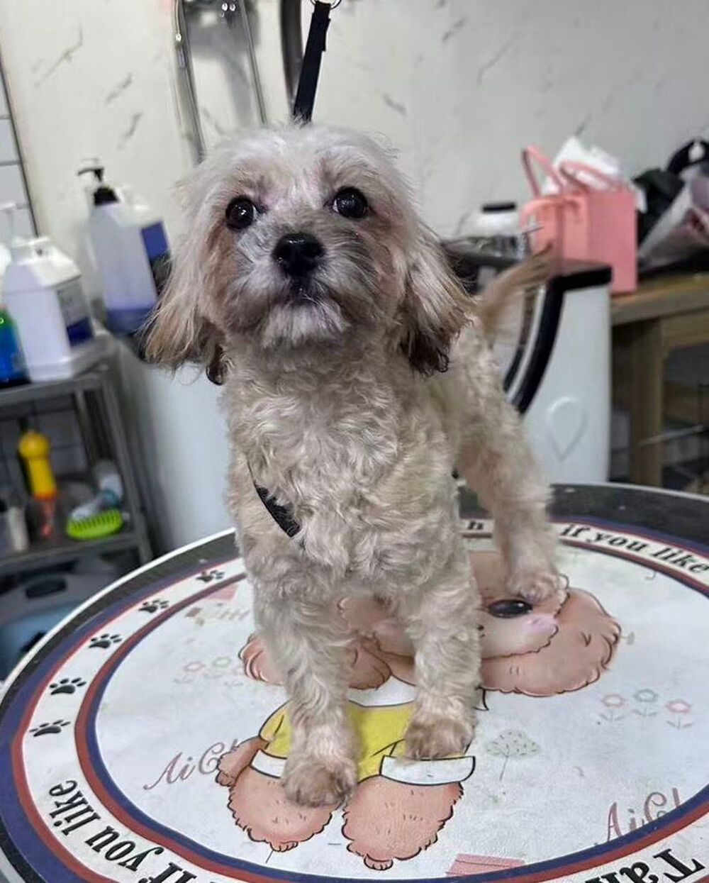   MONA SE TROUVE DANS UN REFUGE EN CHINE 