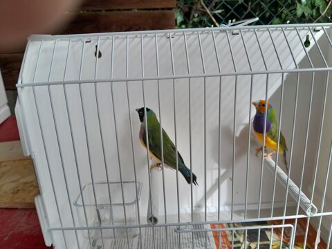 Diamant de gould 70 56430 Néant-sur-yvel