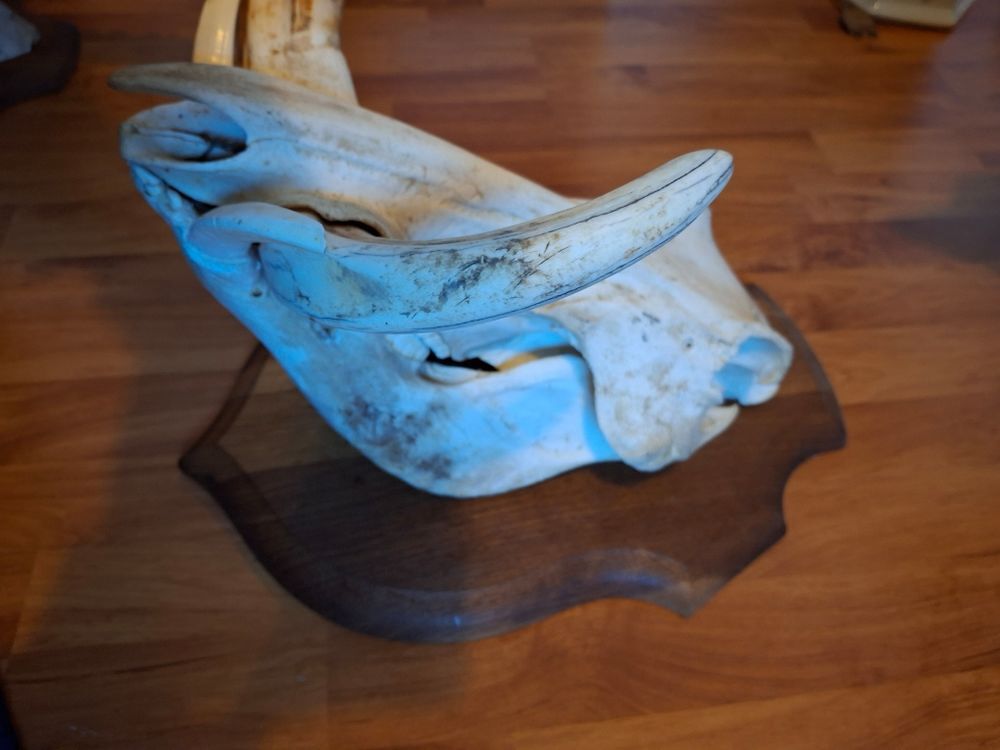 troph&eacute;e de chasse t&ecirc;te de phacoch&egrave;re Décoration
