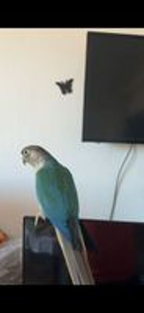   Conure coupl 