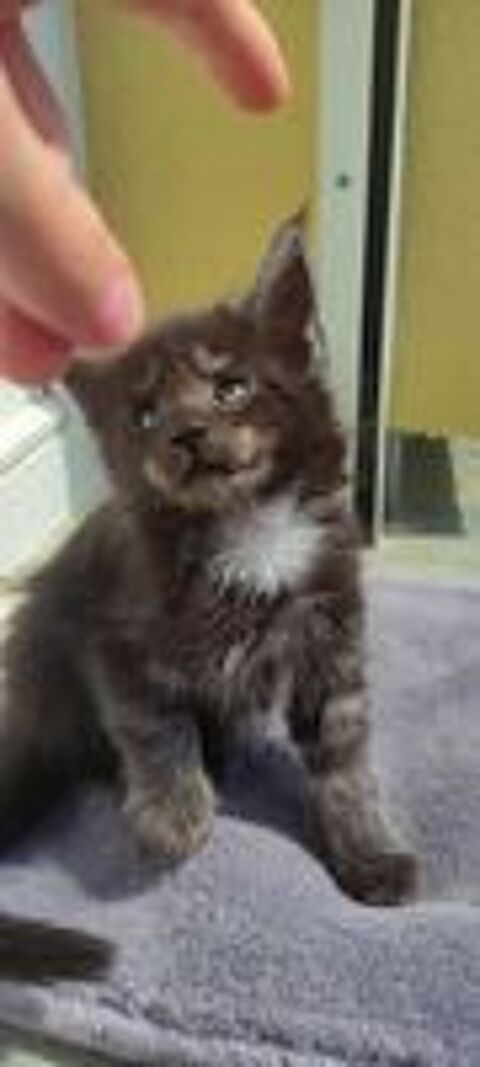   Chatons Maine Coon  