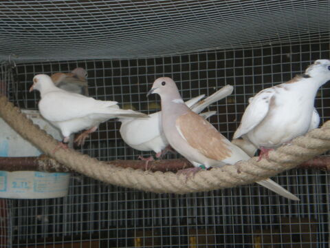 colombes  et colombes panach&eacute;es. 15 87620 S�reilhac