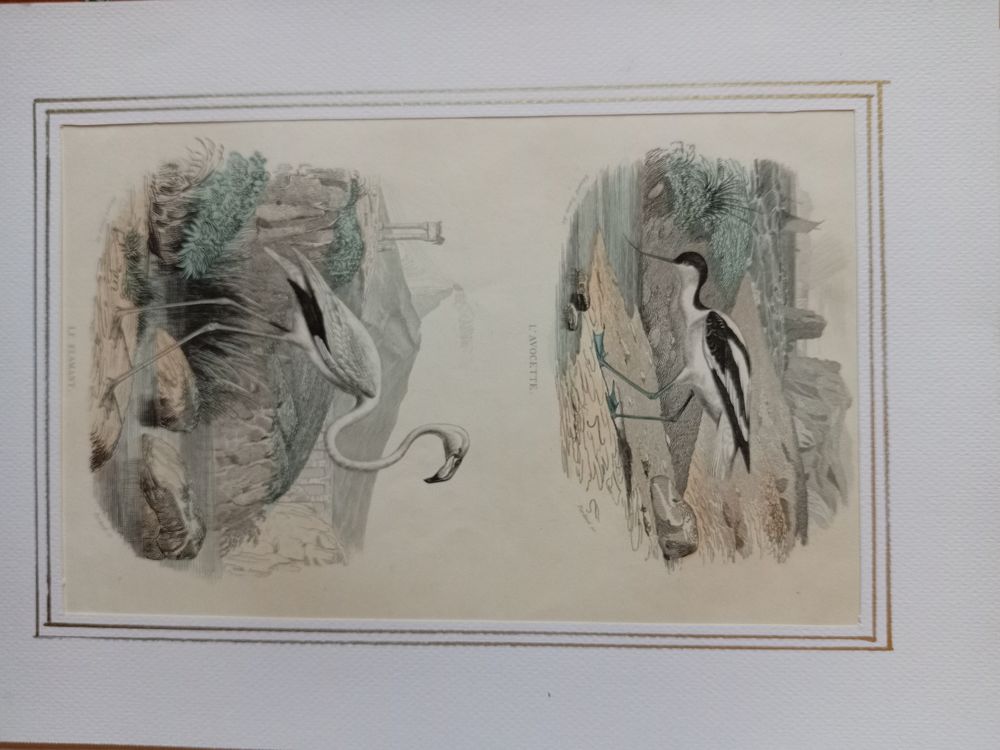 GRAVURES ORIGINALES DE BUFFON LES OISEAUX 1830 